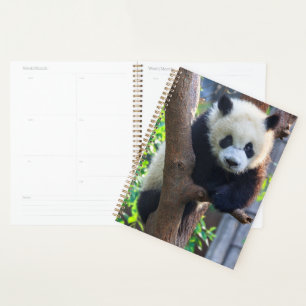 Agenda Animales de bebé más afectados Panda Cub gigante