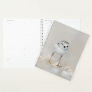 Agenda Animales de bebé más afectados   Piping Plover Chi