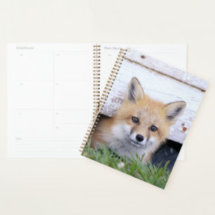 Agenda Animales de bebé más afectados   Red Fox Kit Peeki