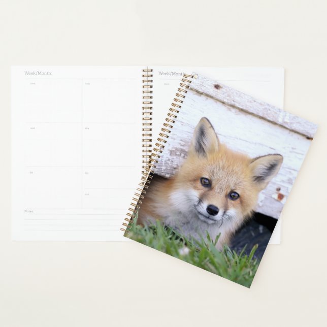 Agenda Animales de bebé más afectados | Red Fox Kit Peeki (Demostración)