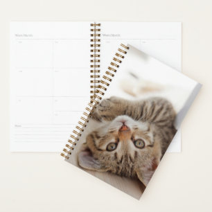 Agenda Animales de bebé más afectados   Shorthair Tabby K