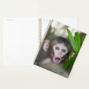 Agenda Animales de bebé más afectados   Sorprendido mono 