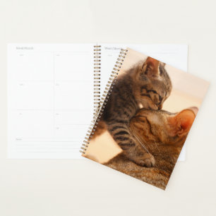 Agenda Animales de bebé más afectados Tabby Kitten Kiss