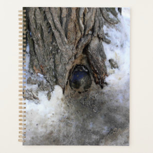 Agenda Árbol de canonbol, Ciudad Vieja de Quebec, Quebec,