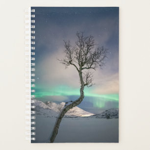 Agenda Árbol de luces boreales