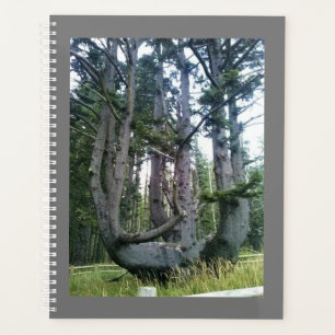 Agenda Árbol de pulpo, meares de Cabo, orregón