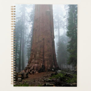 Agenda Árbol general Sherman, Sequoia, CA
