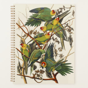 Agenda Arte de pájaros de la cotorra de Carolina de Audub