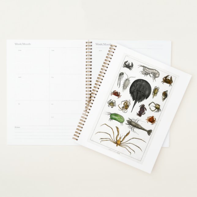 Agenda artropodo, insectos, biología, animales, artropodo (Demostración)