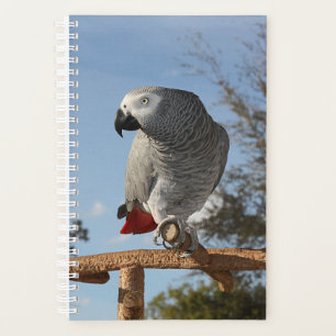 Agenda Asombroso loro gris africano
