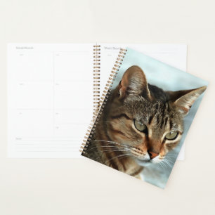 Agenda Asombroso retrato artístico del gato de Tabby