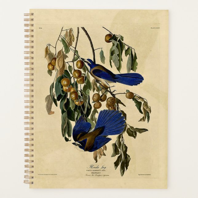 Agenda Audobon - Florida Jay, (Anverso)