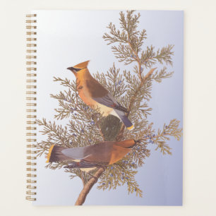 Agenda Audubon Cedar Waxwing Bird en Evergreen Juniper