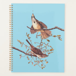 Agenda Audubon Song Sparrow con la araña pequeña