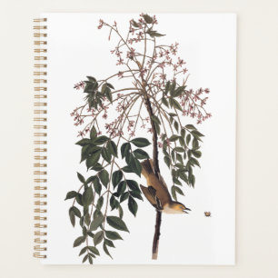 Agenda Audubon White Eyed Vireo