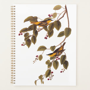 Agenda Ave Audubon de la Warbler Carbonada