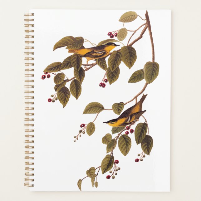 Agenda Ave Audubon de la Warbler Carbonada (Anverso)