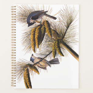 Agenda Aves Audubon de timortero en árbol de pino