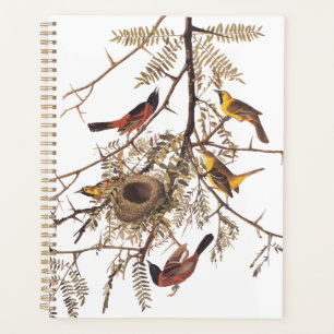 Agenda Aves huercas de Audubon anidan en el árbol