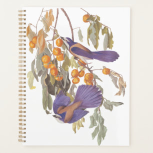 Agenda Aves Jay Audubon con Naranjas, crujiente de la Flo