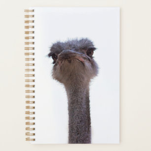 Agenda avestruz