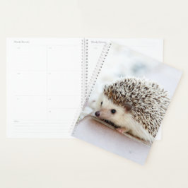 Agenda Baby Hedgehog