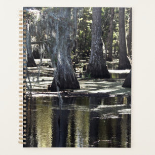 Agenda Bald Cypress