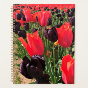 Agenda Ballerina y Reina de los Tulipanes Nocturnos