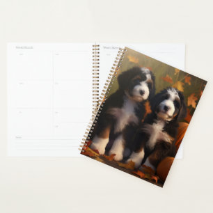 Agenda Bernedoodle Puppy Autumn Delight Pumpkin