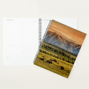 Agenda Bison at Sunrise