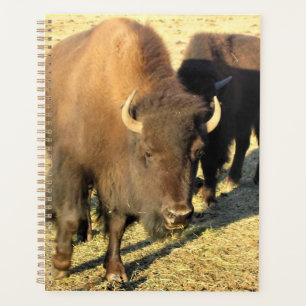 Agenda Bison de Colorado