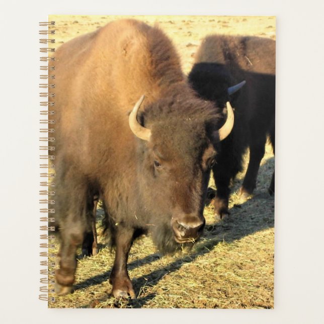 Agenda Bison de Colorado (Anverso)