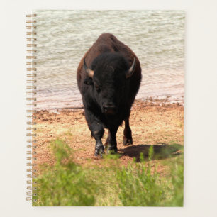 Agenda Bison en el agua