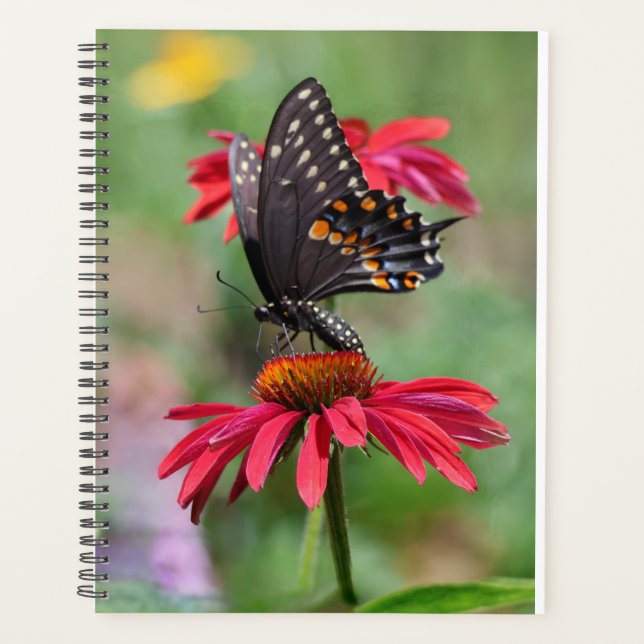Agenda Black Swallowtail oriental sobre la flor de conos (Anverso)