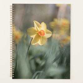 Agenda Blossom amarillo Foto natural de Daffodil