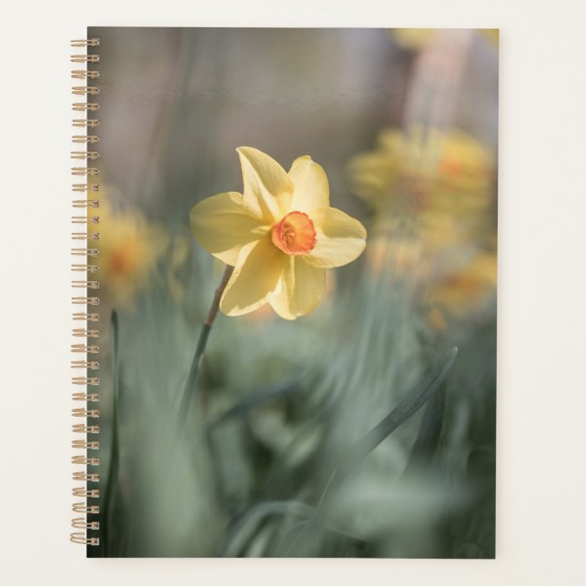 Agenda Blossom amarillo Foto natural de Daffodil (Anverso)
