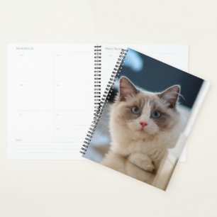 Agenda Blue Eyed Kitty