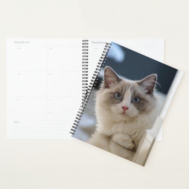Agenda Blue Eyed Kitty (Demostración)
