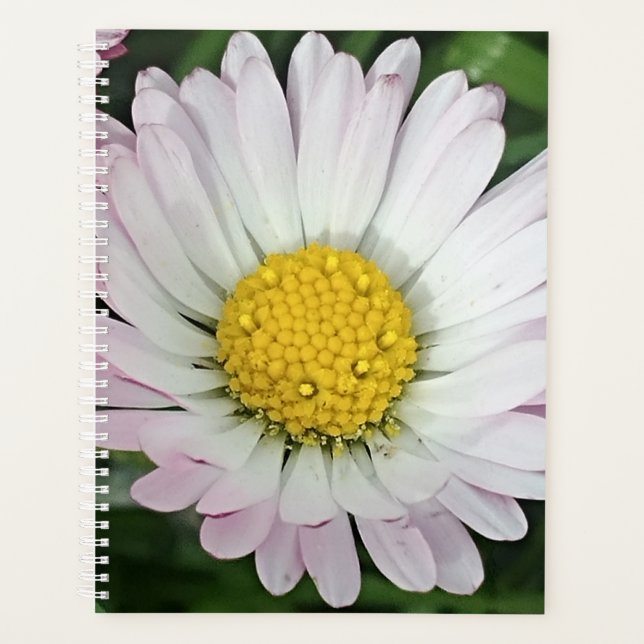 Agenda Bonito (Anverso)