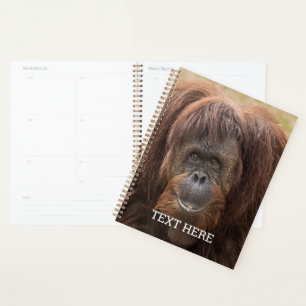 Agenda Borneo Orangutan Beautiful Photography