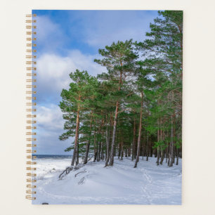 Agenda Bosque de pino cerca de la costa marítima de Leton