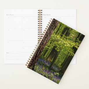 Agenda Bosques   Bluebells en Bélgica