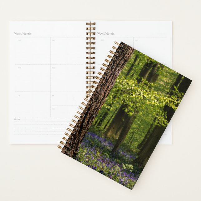 Agenda Bosques | Bluebells en Bélgica (Demostración)