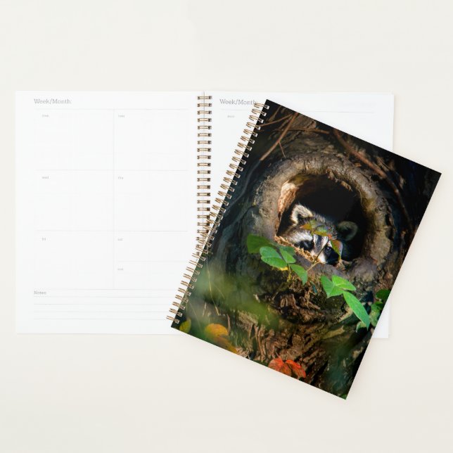 Agenda Bosques | Raccoon Peeking (Demostración)