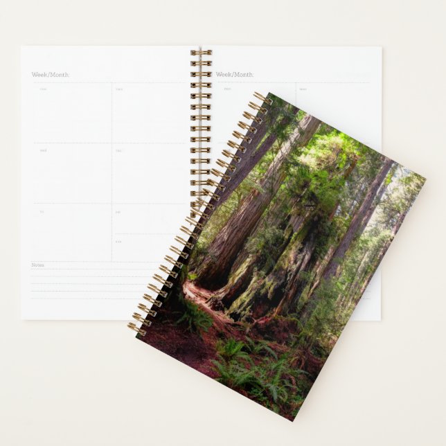 Agenda Bosques | Redwood Forest California (Demostración)