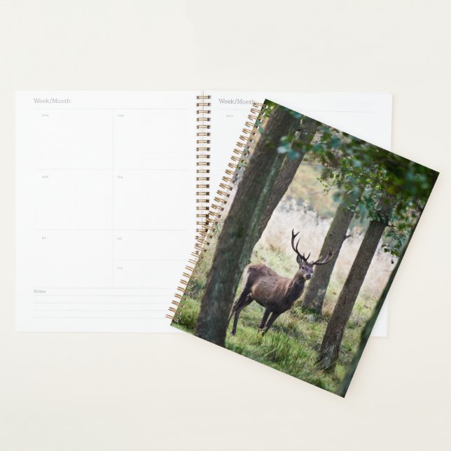 Agenda Bosques | Woodlands & Red Deer (Demostración)