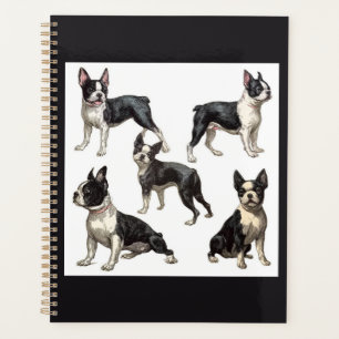 Agenda Boston Terrier