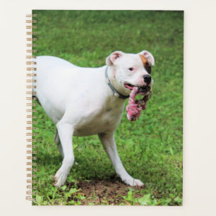 Agenda Boxeador