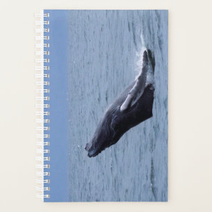 Agenda Brecha de ternera de ballena jorobada