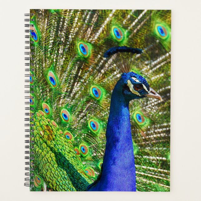 Agenda Brillante Blue Peacock (Anverso)